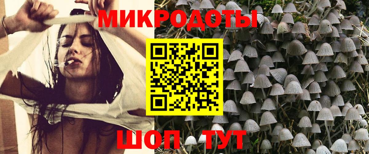 Псилоцибиновые грибы Psilocybe Гатчина